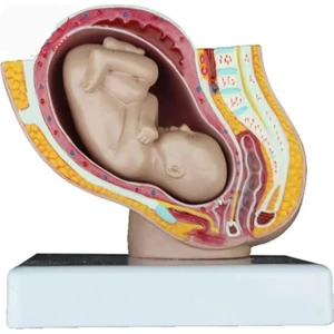 Gebelik Doğum Maketi Model 40