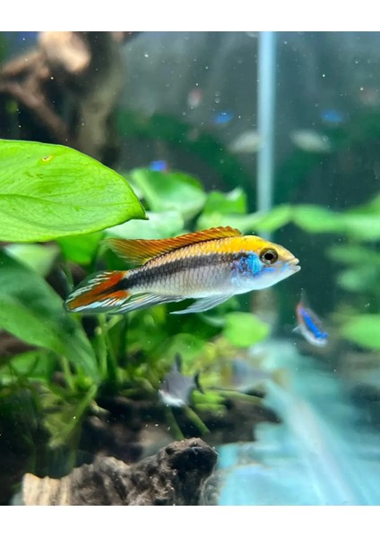 95 cm ( 100-105 cm uyumlu ) Fullspectrum 4 Renk, 4sıra Osram Marka Ledli