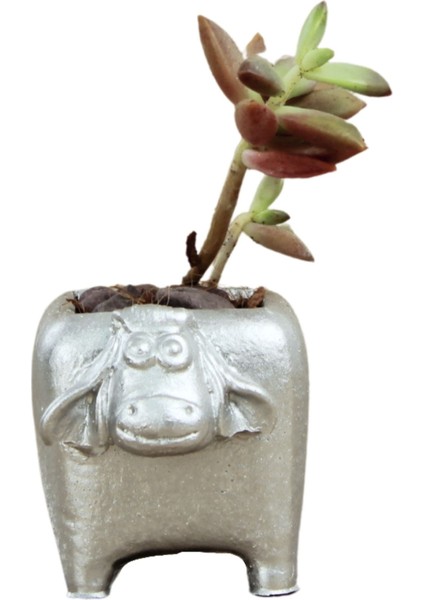 Mini Çiçek Saksı Küçük Sukulent Kaktüs Saksısı Mini Inek Model