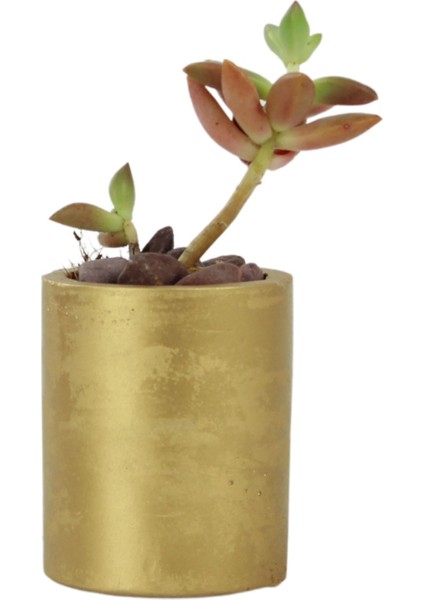 Mini Çiçek Saksı Küçük Sukulent Kaktüs Saksısı Düz Yuvarlak Model
