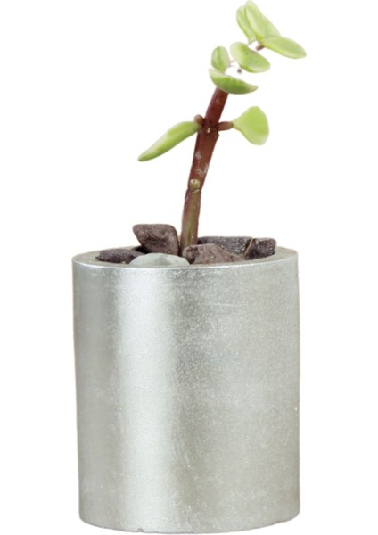 Mini Çiçek Saksı Küçük Sukulent Kaktüs Saksısı Düz Yuvarlak Model