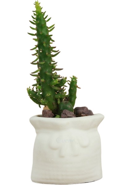 Mini Çiçek Saksı Küçük Sukulent Kaktüs Saksısı Kese Model