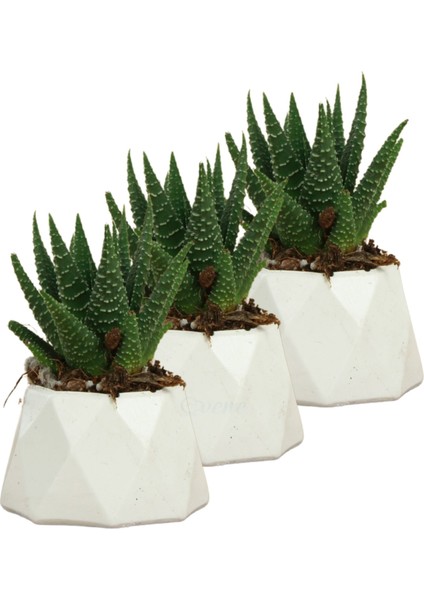 Mini Çiçek Saksı Küçük Sukulent Kaktüs Saksısı 3'lü Set Mini Poly 1 Model