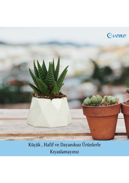 Mini Çiçek Saksı Küçük Sukulent Kaktüs Saksısı 3'lü Set Mini Poly 1 Model
