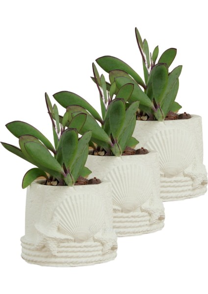 Mini Çiçek Saksı Küçük Sukulent Kaktüs Saksısı 3'lü Set Deniz Yıldızlı Kabuklu Model