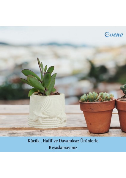 Mini Çiçek Saksı Küçük Sukulent Kaktüs Saksısı 3'lü Set Deniz Yıldızlı Kabuklu Model