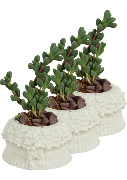 Mini Çiçek Saksı Küçük Sukulent Kaktüs Saksısı 3'lü Set Çiçekli Fiyonklu Model