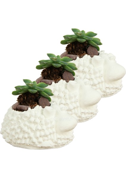 Mini Çiçek Saksı Küçük Sukulent Kaktüs Saksısı 3'lü Set Koyun Model