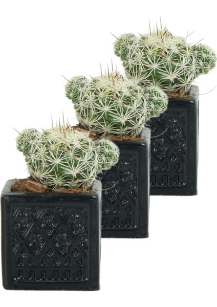 Mini Çiçek Saksı Küçük Sukulent Kaktüs Saksısı 3'lü Set Mini Kare Model