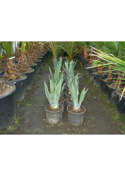 Agaveamericana Fidanı