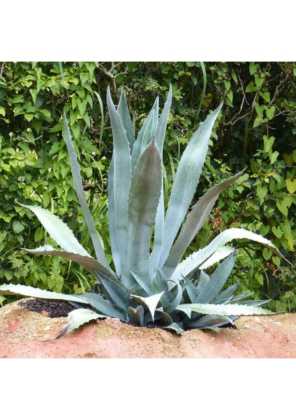 Agaveamericana Fidanı fiyatları