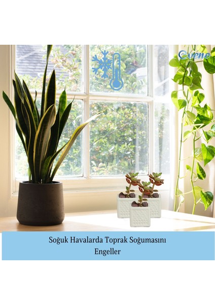 Mini Çiçek Saksı Küçük Sukulent Kaktüs Saksısı 3'lü Set Mini Kare Model