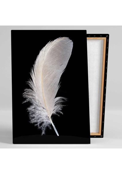 Kuş Tüyü Türleri Bird Feather Dekor Kanvas Tablo