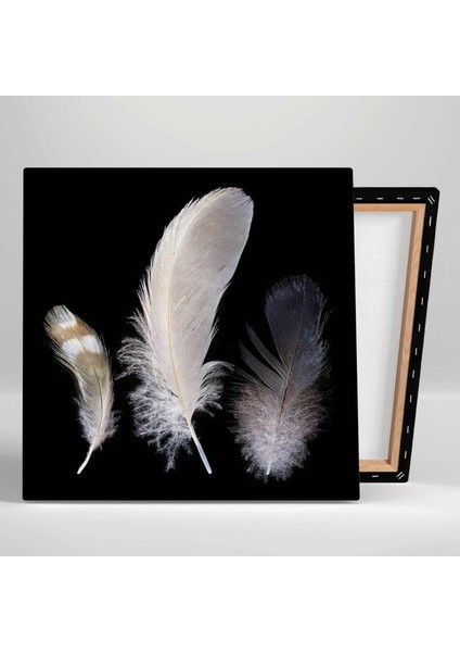 Kuş Tüyü Türleri Bird Feather Dekor Kanvas Tablo