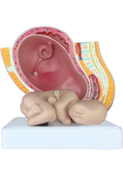 Gebelik Doğum Maketi Model 40 fiyatları