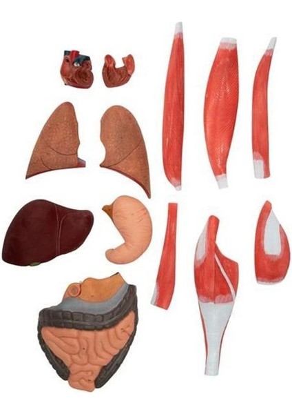 Eğitim Maketleri Insan Kas Maketi, 175 cm - 29 Parçalı - Insan Kas Modeli
