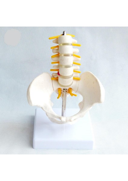 Omurga Pelvis Maketi Model 25