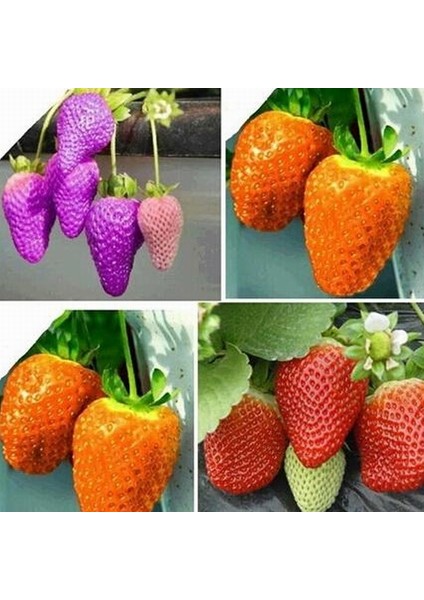 10 Adet 5 Farklı Karışık Renk Çilek Tohumu + 10 Adet Kırmızı Orkide Çiçek Tohumu