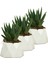 Mini Çiçek Saksı Küçük Sukulent Kaktüs Saksısı 3'lü Set Mini Poly 1 Model 1