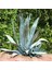 Agaveamericana Fidanı 2