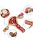 Uterus Pelvik Taban Maketi Model 41 3