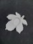 Polyester Yaprak Mumluk 11X11CM P255 1