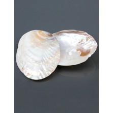 Maranki Incili Istiridye Kabuğu Tütsülük