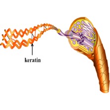 Zaymın Keratin Biotin Bakım Serumu