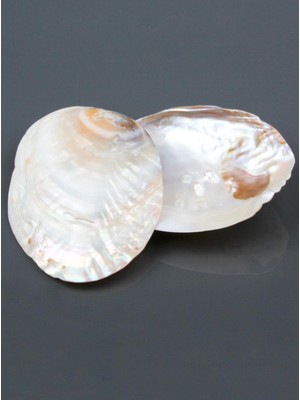 Maranki Incili Istiridye Kabuğu Tütsülük