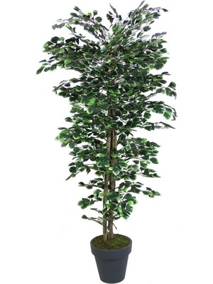Yapay Paçira Ağacı Alacalı 170 cm