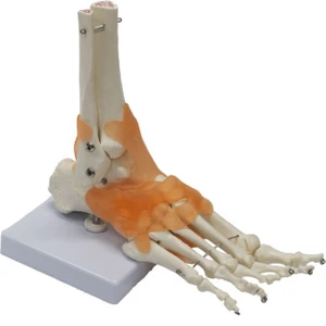 Omurga Ayak Maketi Model 29