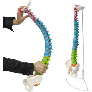 Omurga Maketi 85 cm Model 18