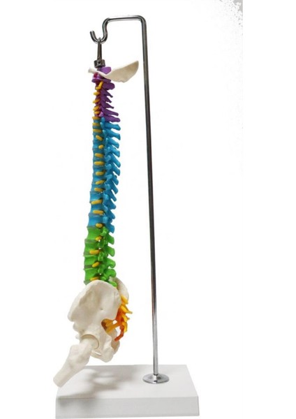 Omurga Maketi 45 cm Model 14