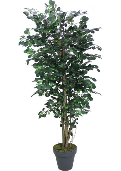 Yapay Paçira Ağacı 170 cm