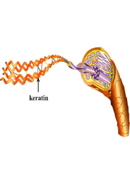 Zaymın Keratin Biotin Bakım Serumu fırsatları