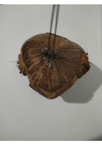 Korsan Adam Coconat