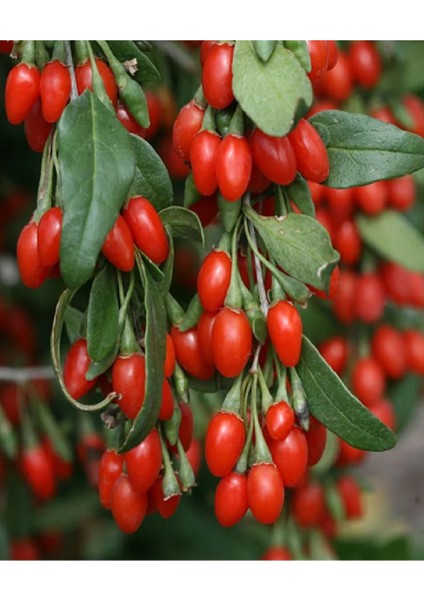 Goji Berry Kurt Üzümü Fidanı 3 Yaş