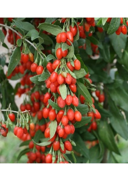 Goji Berry Kurt Üzümü Fidanı 3 Yaş