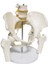 Omurga Pelvis Maketi Model 24 1