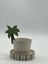 Palmiye Mug 1