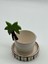 Palmiye Mug 3