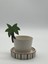 Palmiye Mug 4