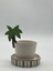 Palmiye Mug 5