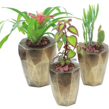 Evene Saksı Çiçek Kaktüs Saksısı Lüx 15 cm Uzun Poly Desenli 3'lü Set Çiçeklik