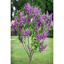 Ases 4 Adet Leylak Fidanı(Syringa Chinensis ) Büyük 1 Metre  Saksılı