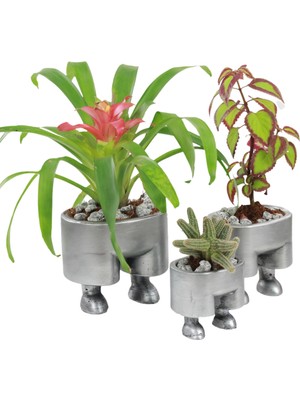 Evene Saksı Çiçek Kaktüs Saksısı Lüx 13 cm Pantolon Desenli 3'lü Set Çiçeklik