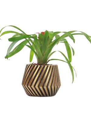 Evene Saksı Çiçek Kaktüs Saksısı Lüx 15 cm Desen Saksı Çiçeklik