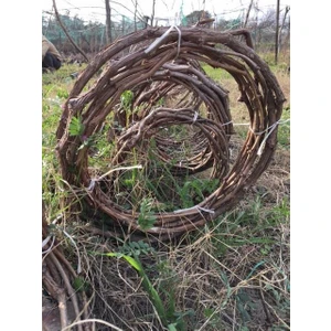 3 - 5 M Cardinal Üzüm Fidanı