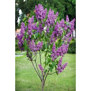 2 Adet Leylak Fidanı(Syringa Chinensis ) Büyük 1 Metre  Saksılı