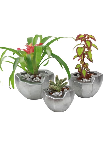 Saksı Çiçek Kaktüs Saksısı Lüx 15 cm Önü Açık Desenli 3'lü Set Çiçeklik